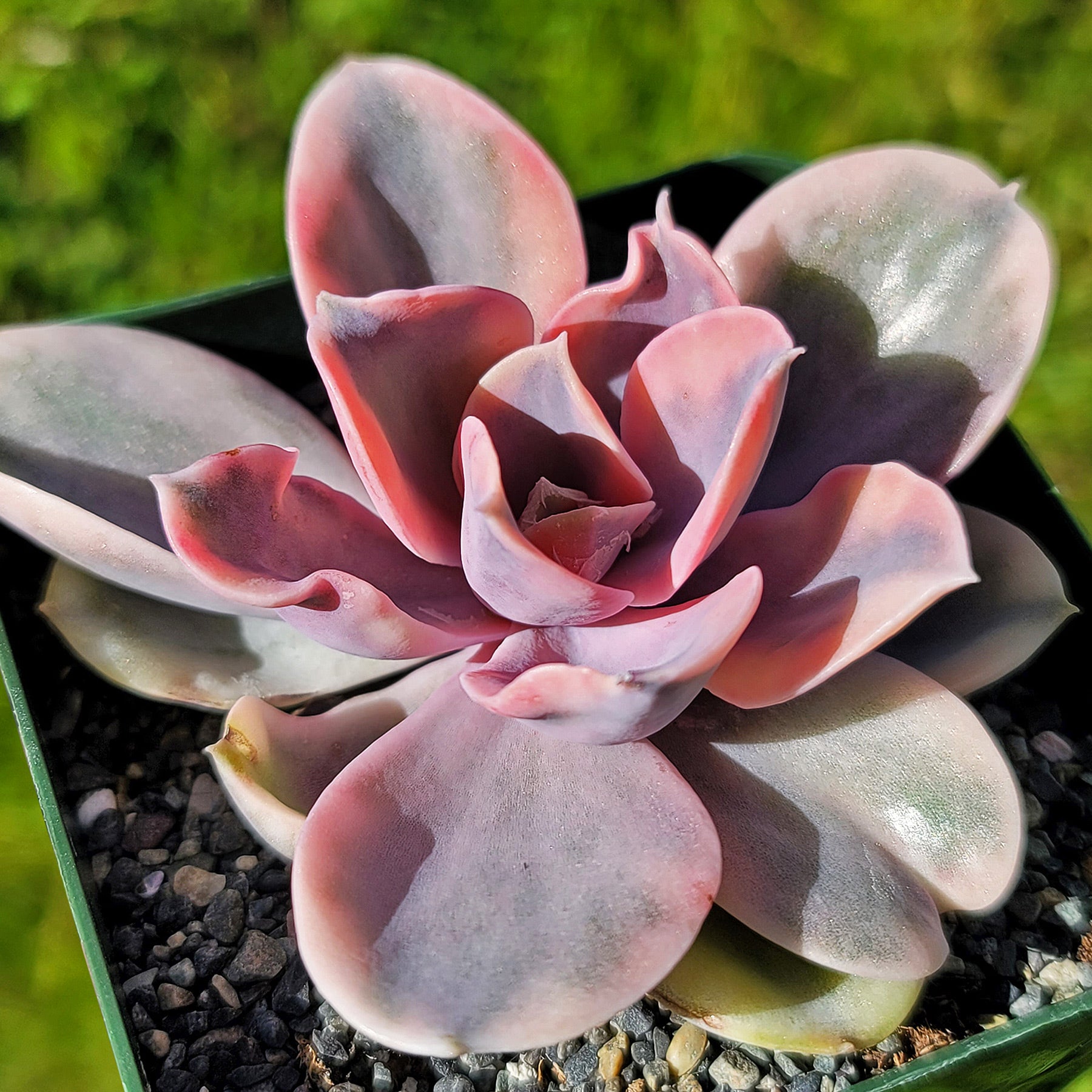 rainbow echeveria succulent Echeveria Rainbow