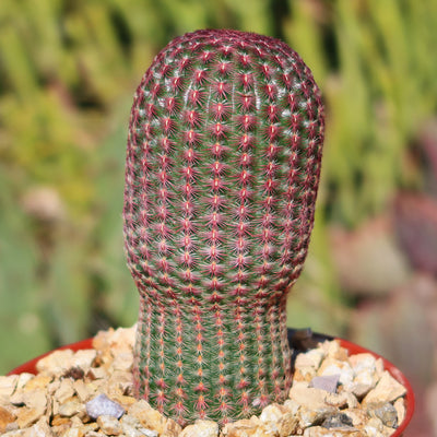 Rainbow Hedgehog Cactus - Echinocereus rigidissimus 'Rubispinus'