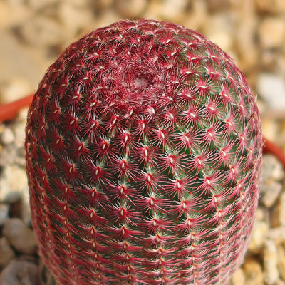 Rainbow Hedgehog Cactus - Echinocereus rigidissimus 'Rubispinus'