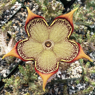Persian Carpet Flower – Edithcolea grandis