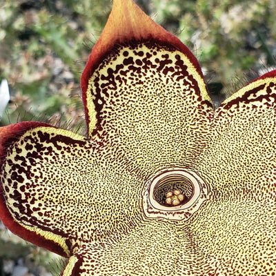 Persian Carpet Flower – Edithcolea grandis