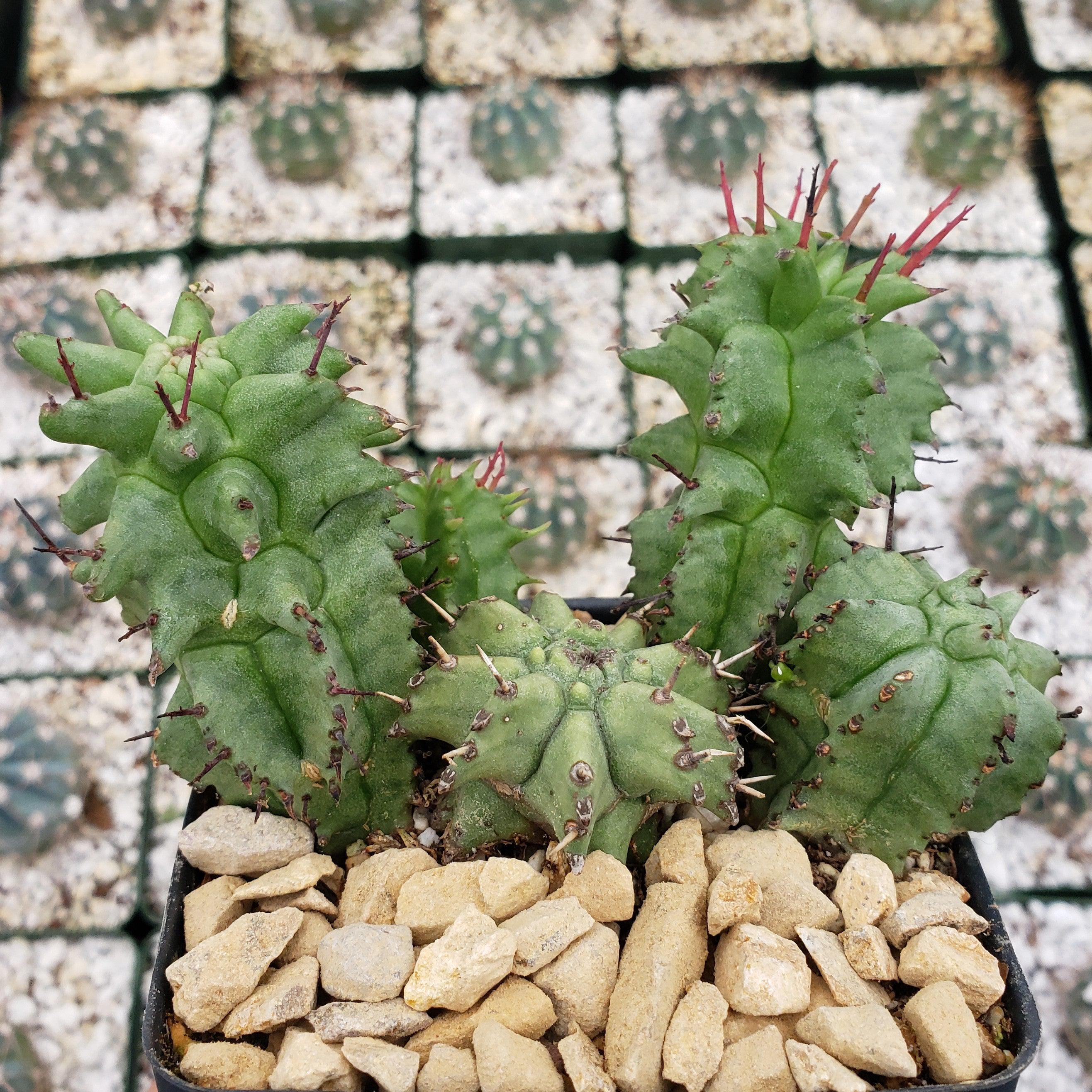 succulent monsters Buy Euphorbia Horrida Monstruosa | Easy Grower