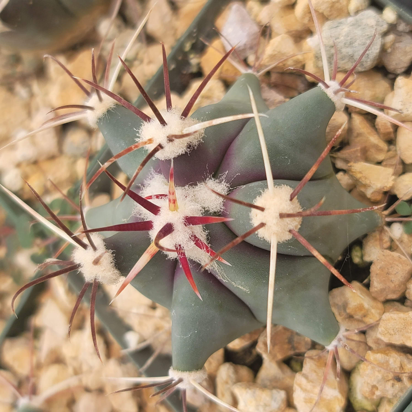 Coville Barrel Cactus 'Ferocactus emoryi'