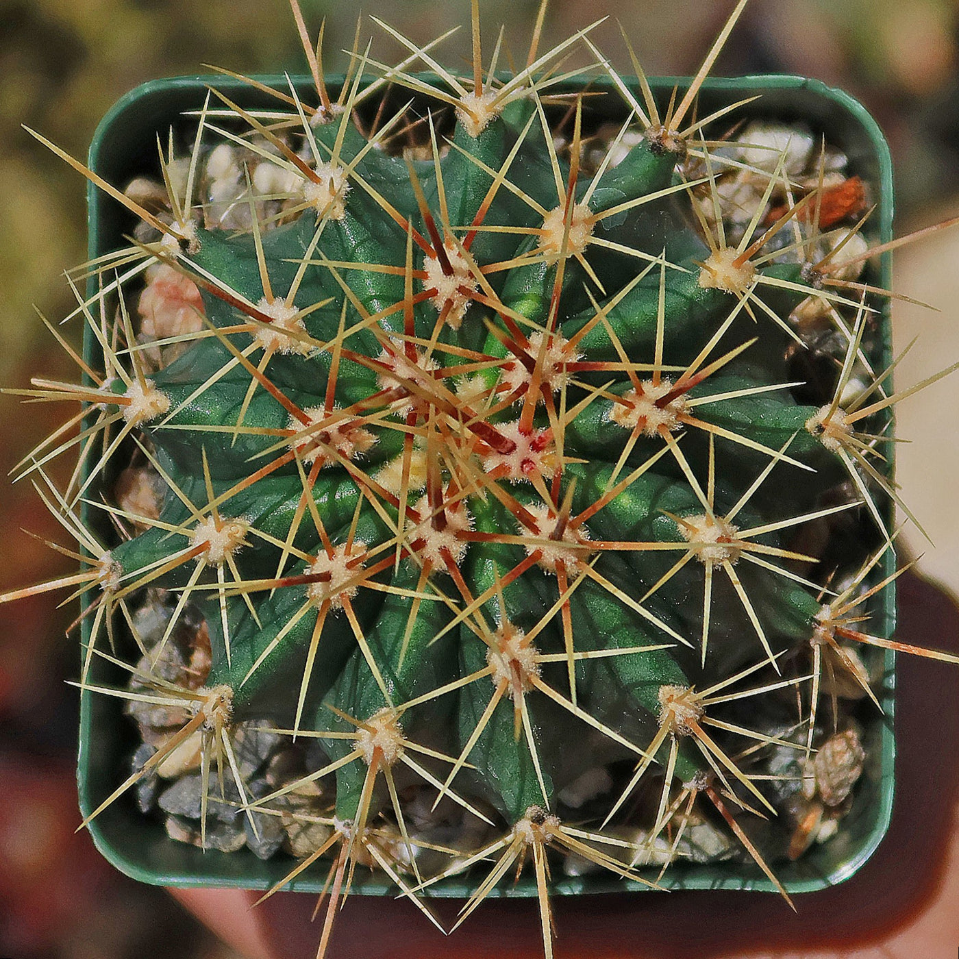 Schwarz's Barrel Cactus - Ferocactus schwarzii
