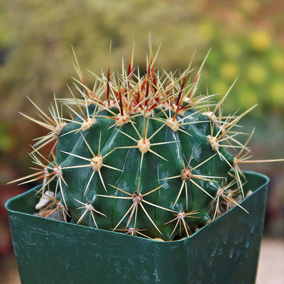 Schwarz's Barrel Cactus - Ferocactus schwarzii