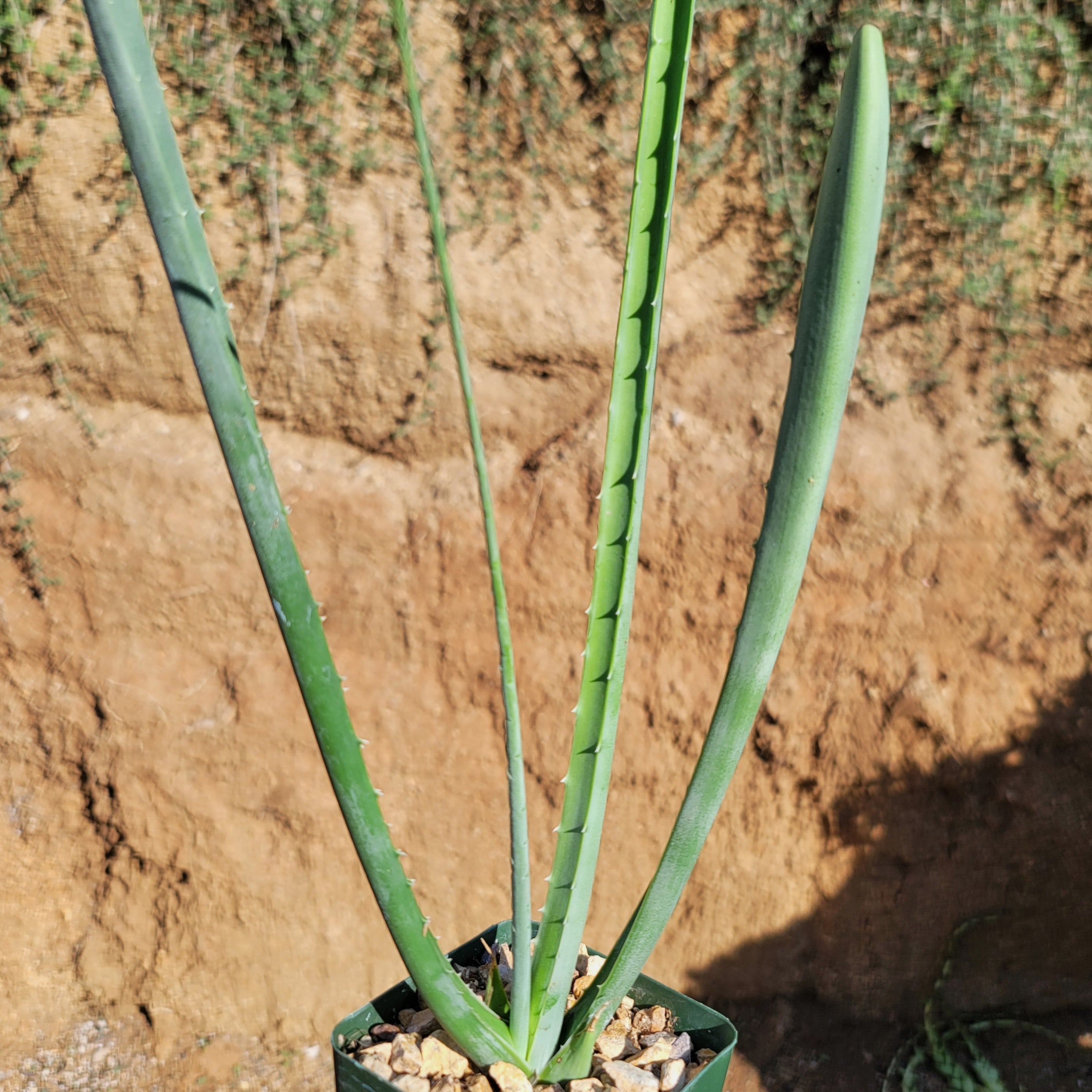 macdougallii succulent Furcraea macdougallii 5 Gal