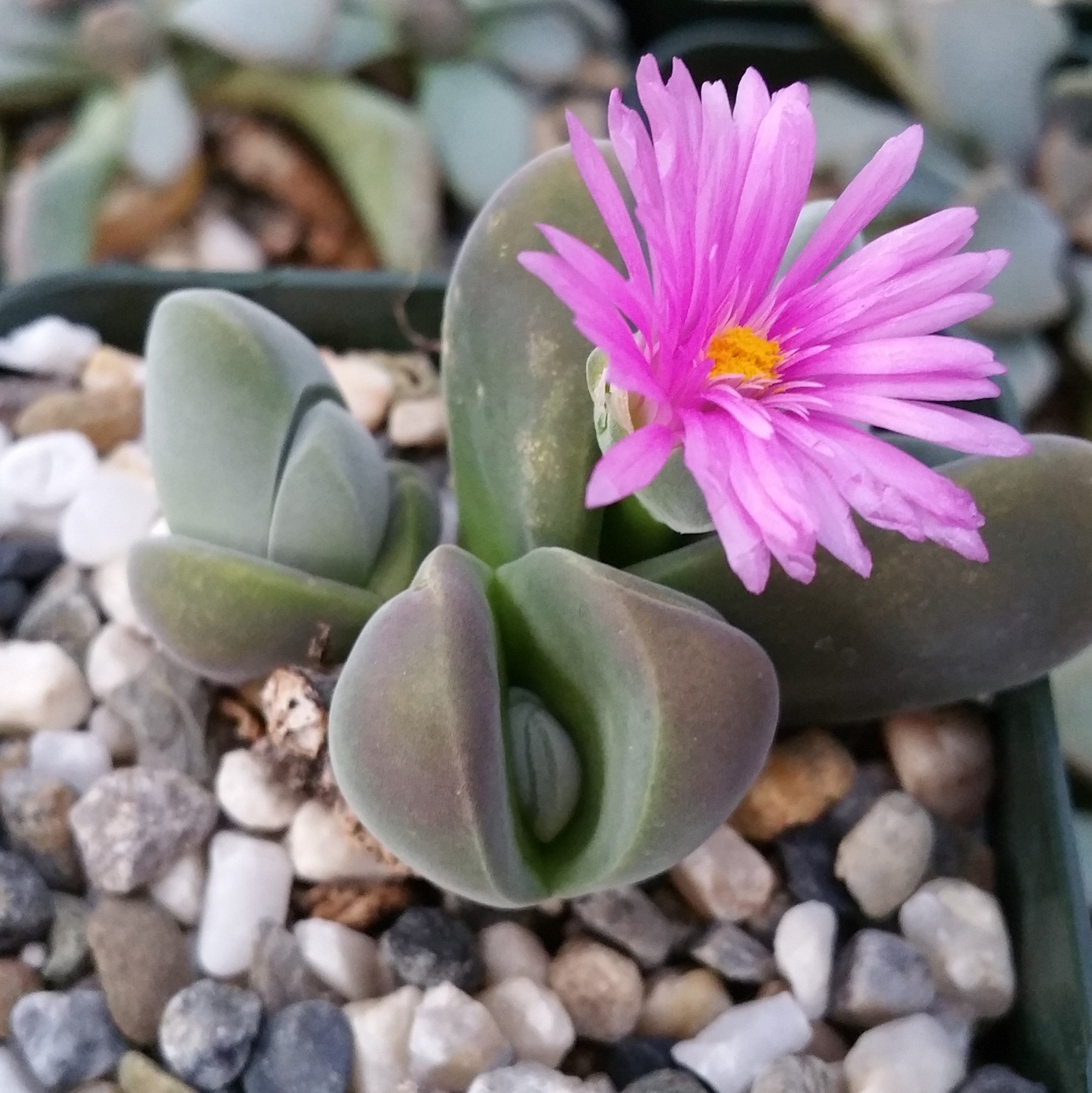 green succulent usps Gibbaeum dispar mesembs