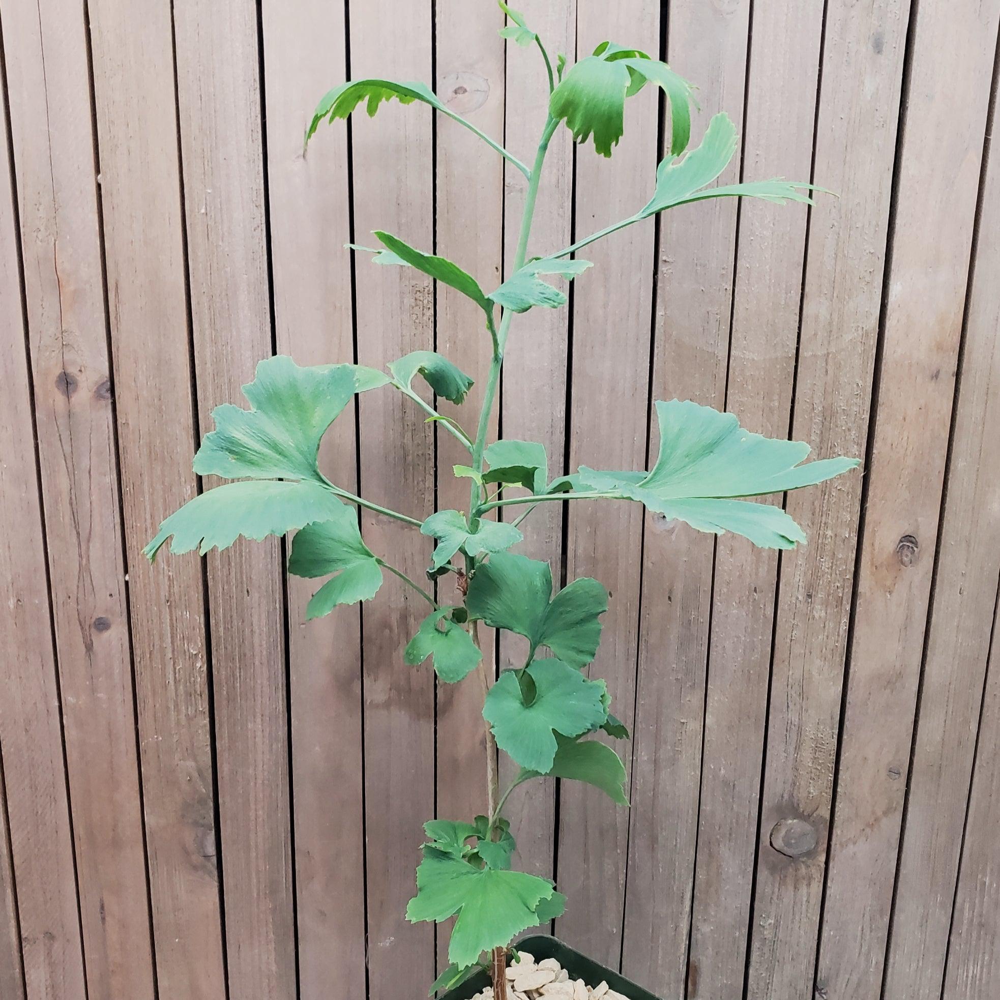 gingko house plant Quality Ginkgo Biloba Plants | Check Out Online