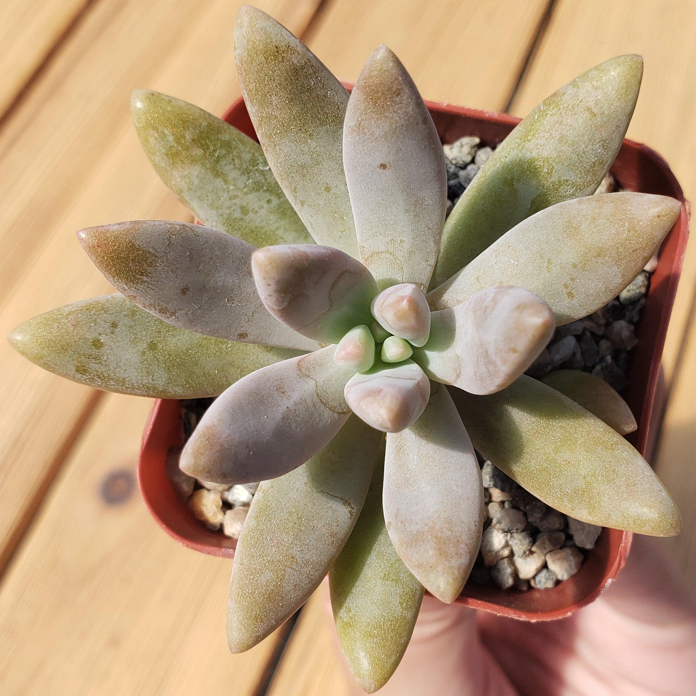 darley sunshine succulent Darley sunshine