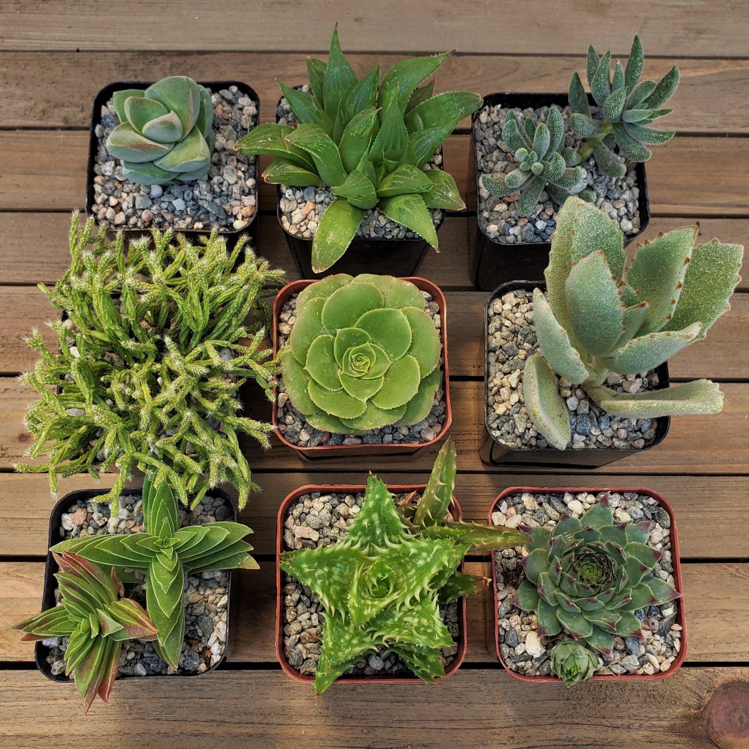 succulent garden decor Green Garden 2-Inch Succulents (9-Pack)