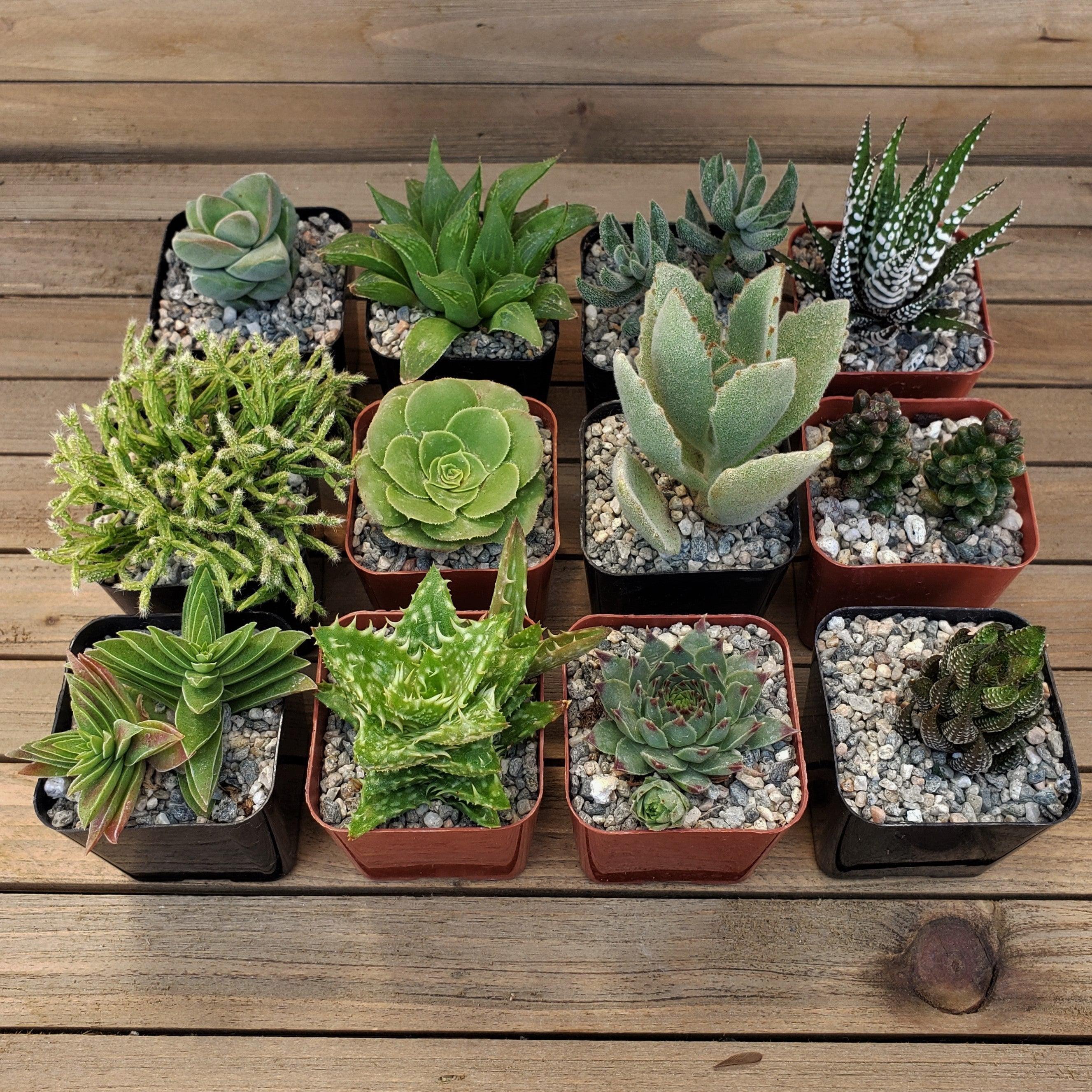 $2 succulents Green Garden 2-Inch Succulents (12-Pack)