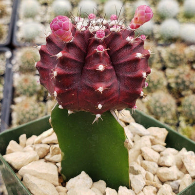 Grafted Purple Moon Cactus - Gymnocalycium mihanovichii Hibotan