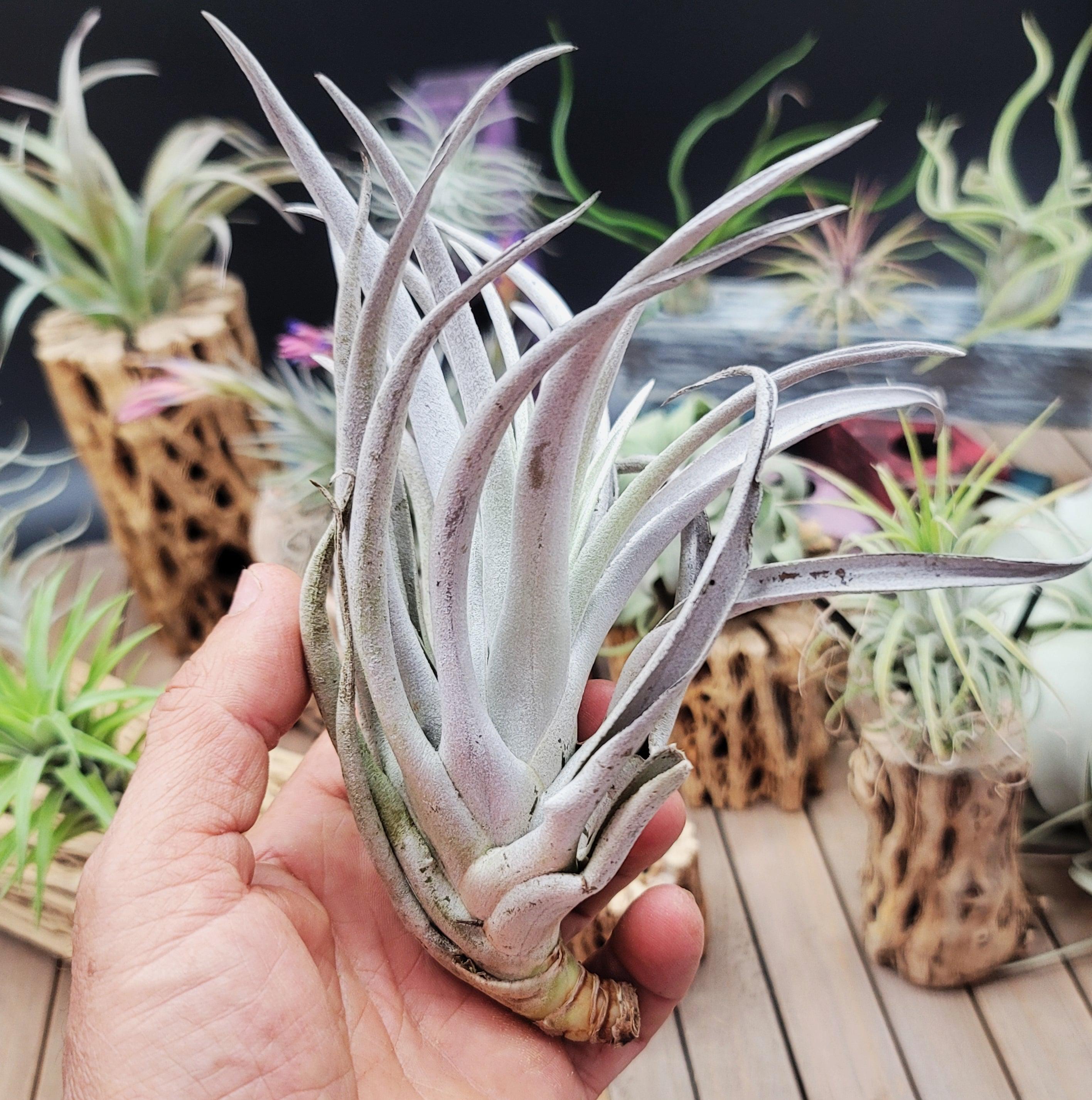 air plant harrisii Tillandsia Harrisii large