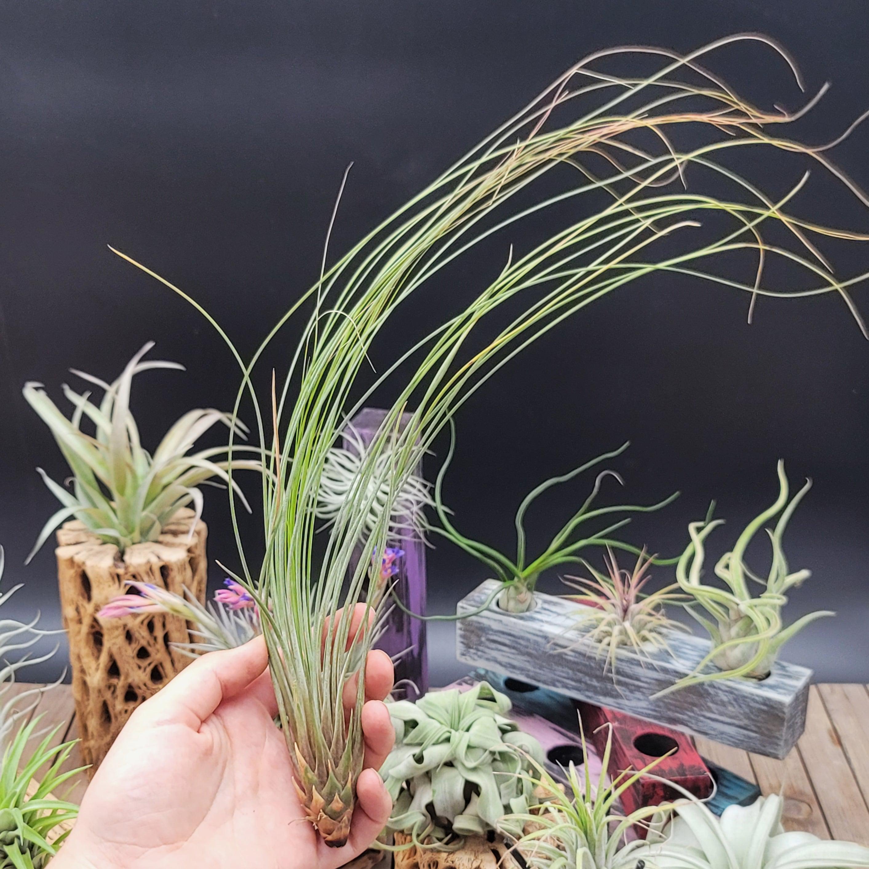 tillandsia juncea air plant Tillandsia Juncifolia