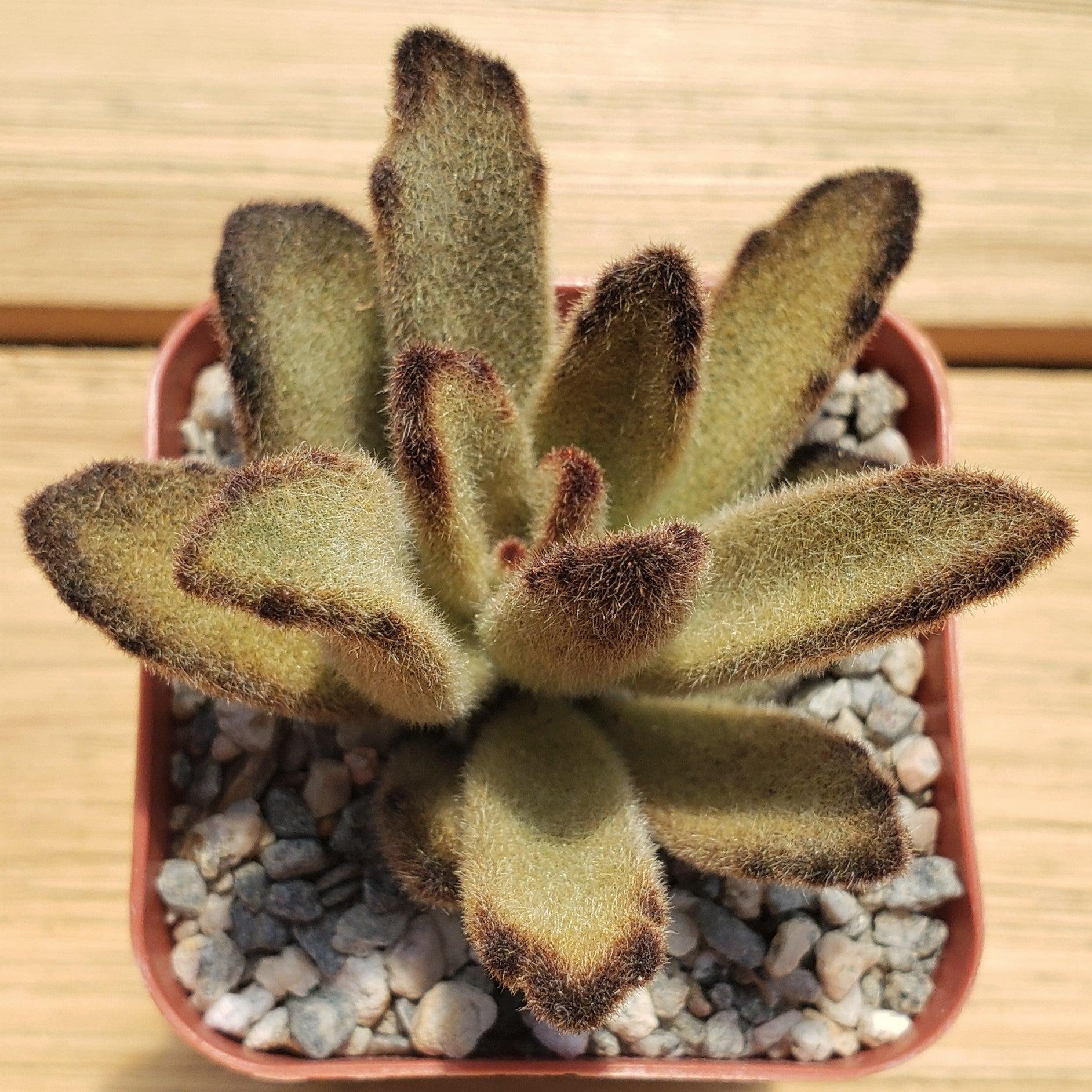 chocolate spider plant Chocolate Soldier Plant – Kalanchoe tomentosa ‘Chocolate Soldier’ 2" Pot