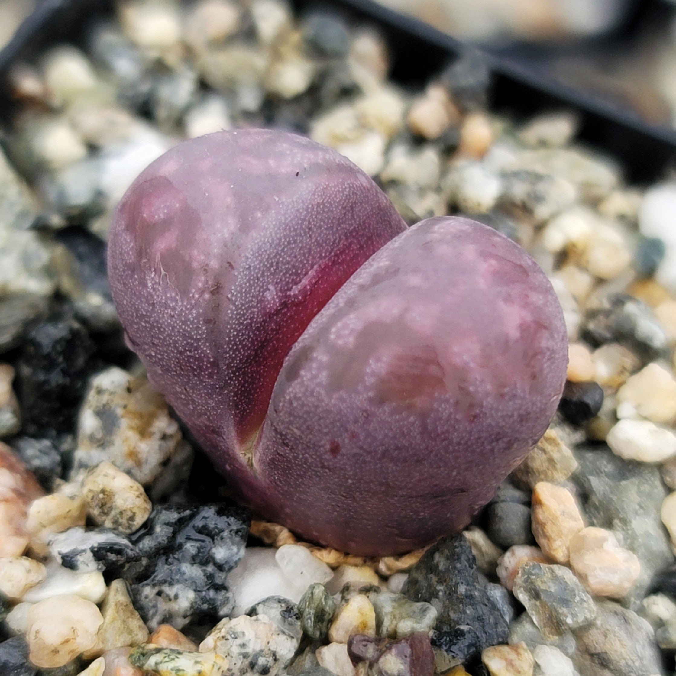 Lithops Optica Rubra (en Madrid) | Página 3