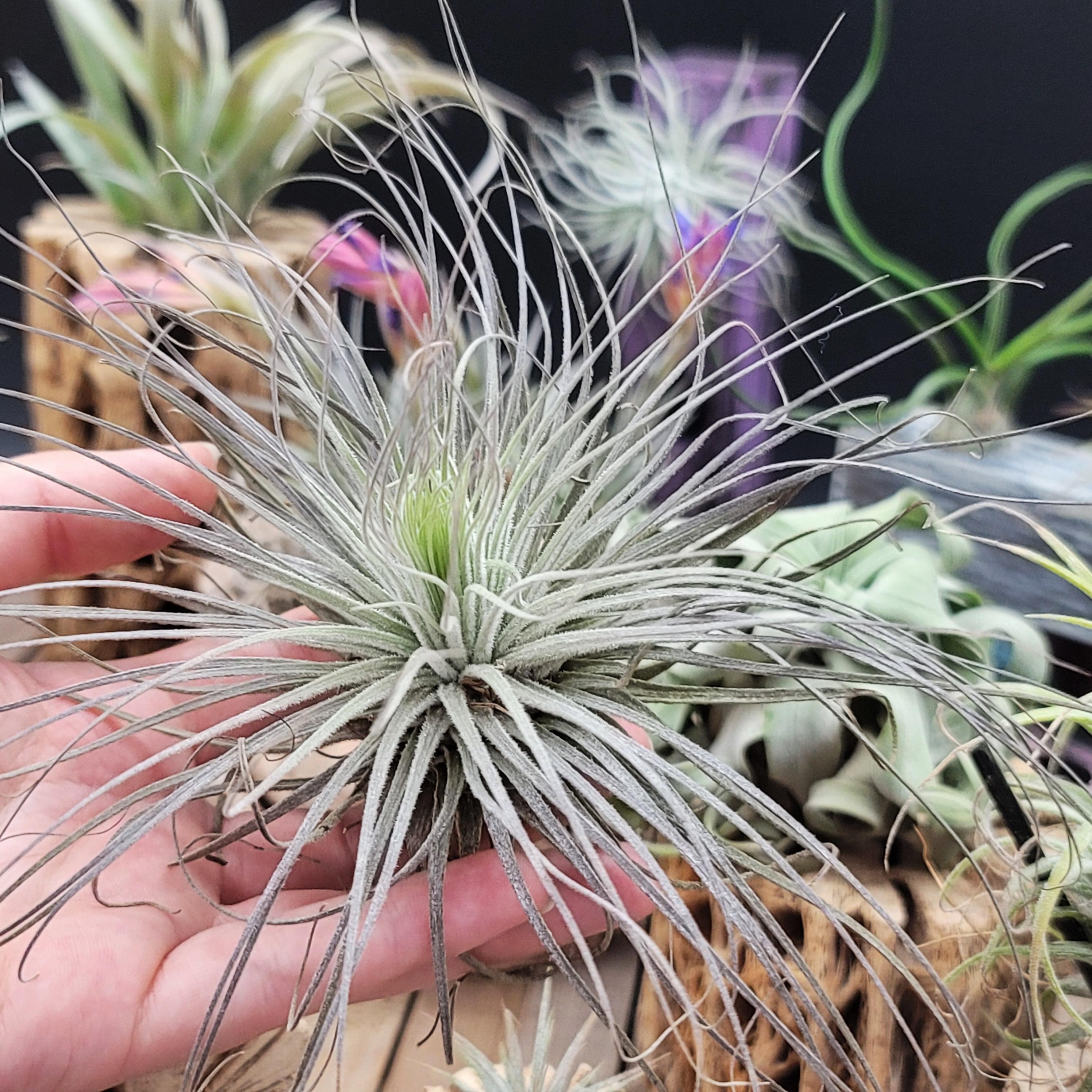 wegmans air plants Tillandsia Magnusiana