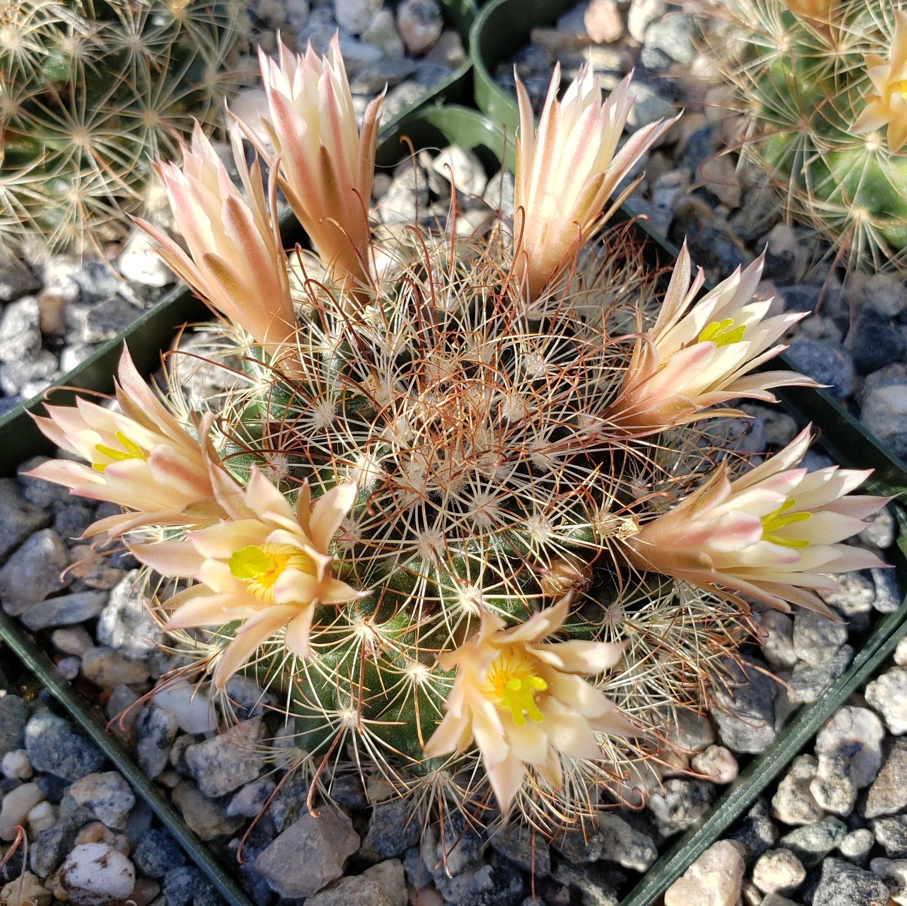 fish hook succulent flowers Fishhook Cactus