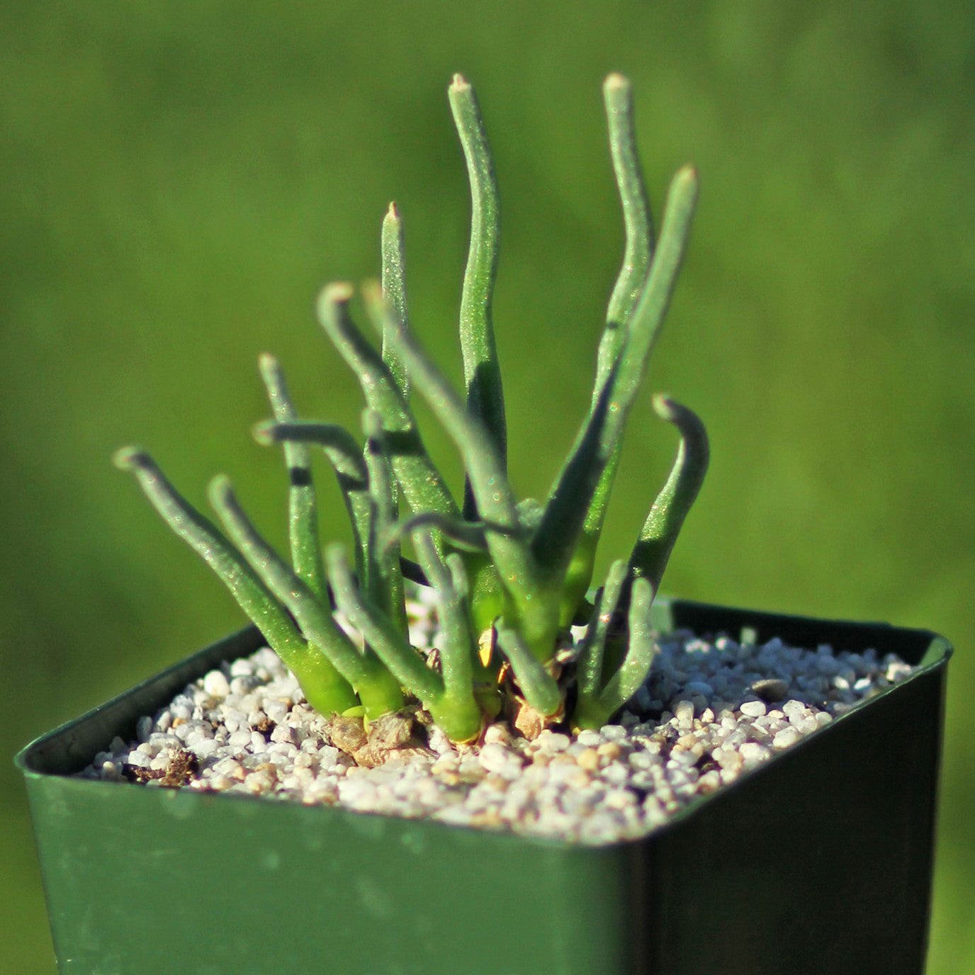 succulent bunny Monilaria moniliformis