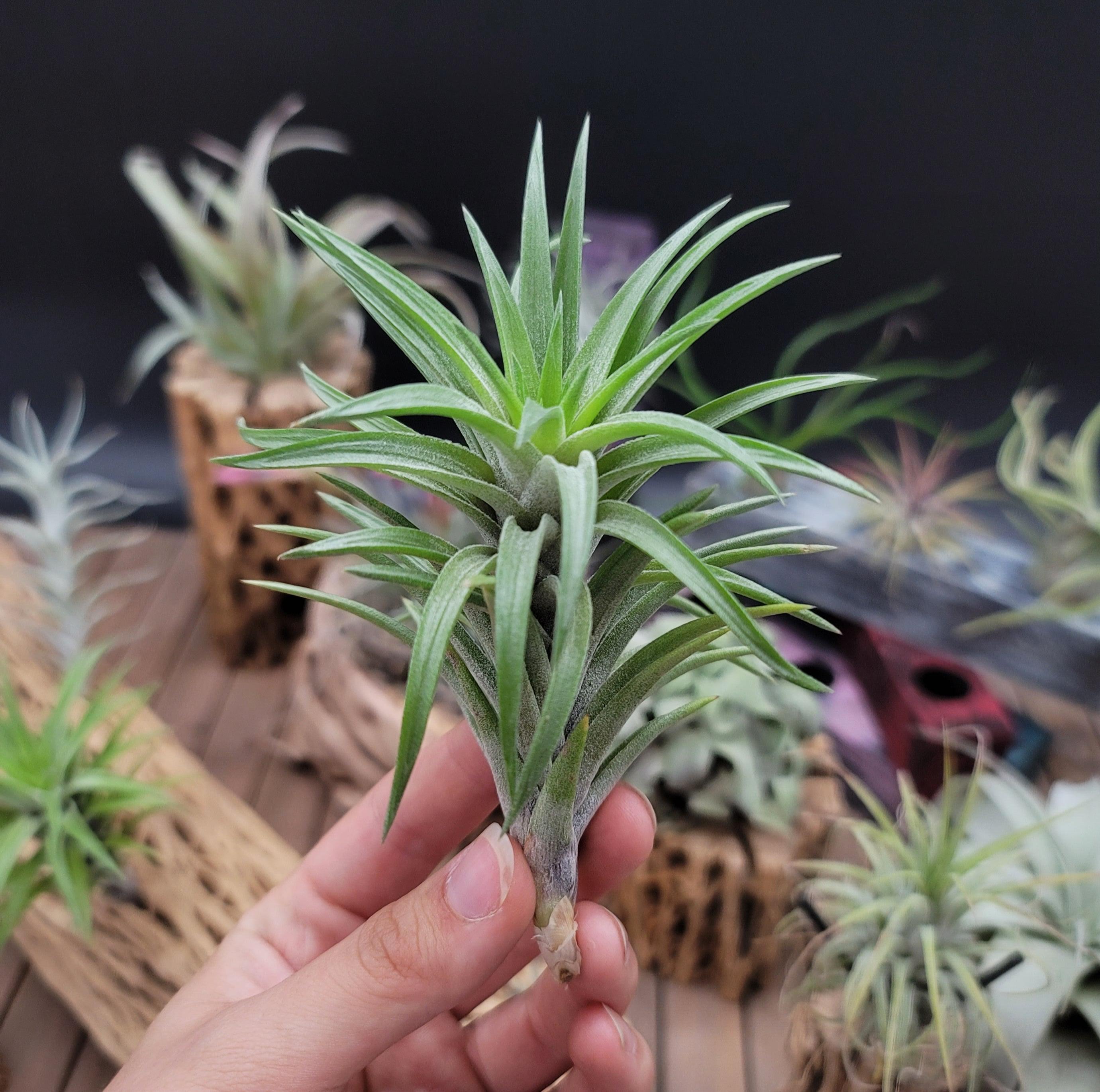 neglecta air plant Tillandsia Neglecta