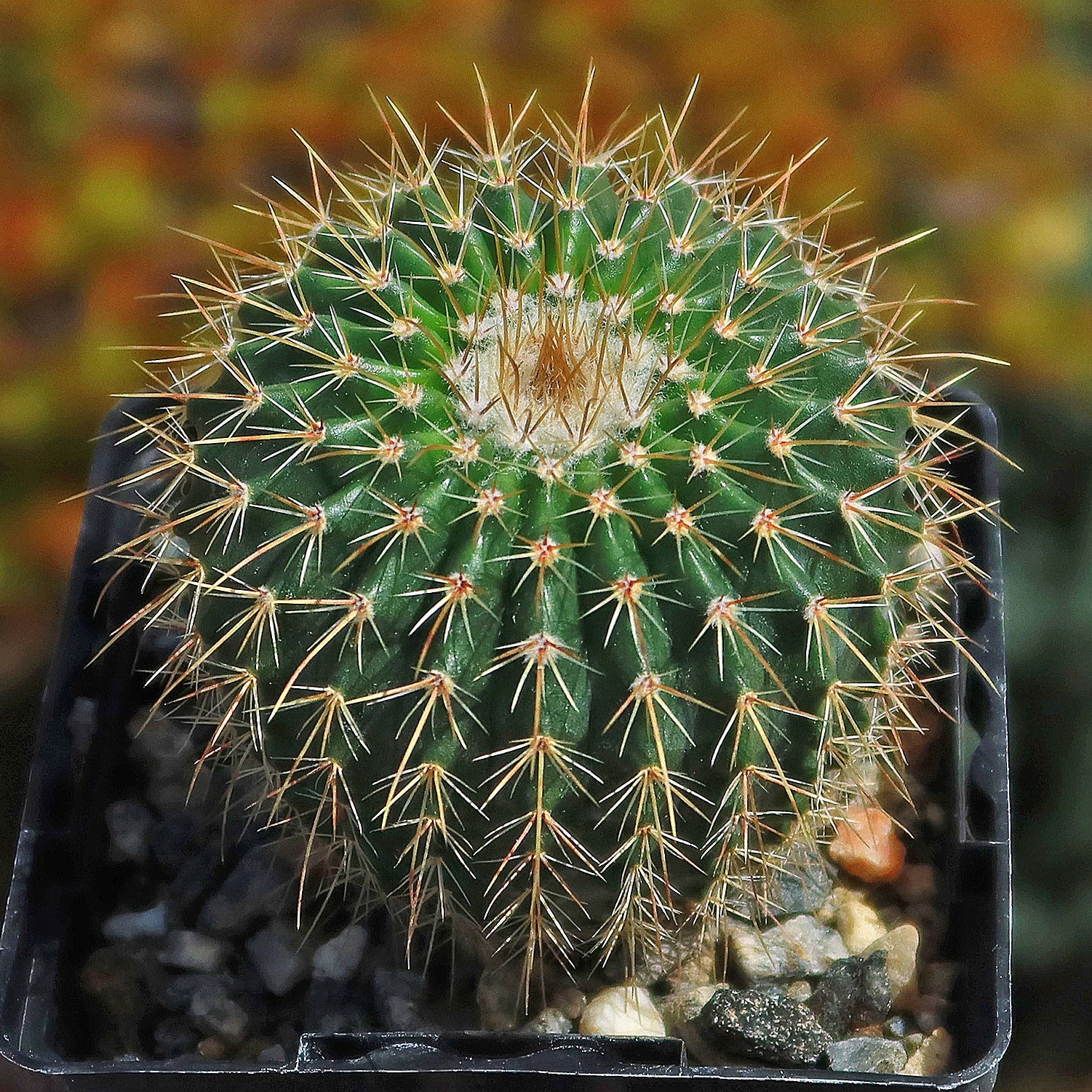 types of parodia cactus Parodia schumanniana