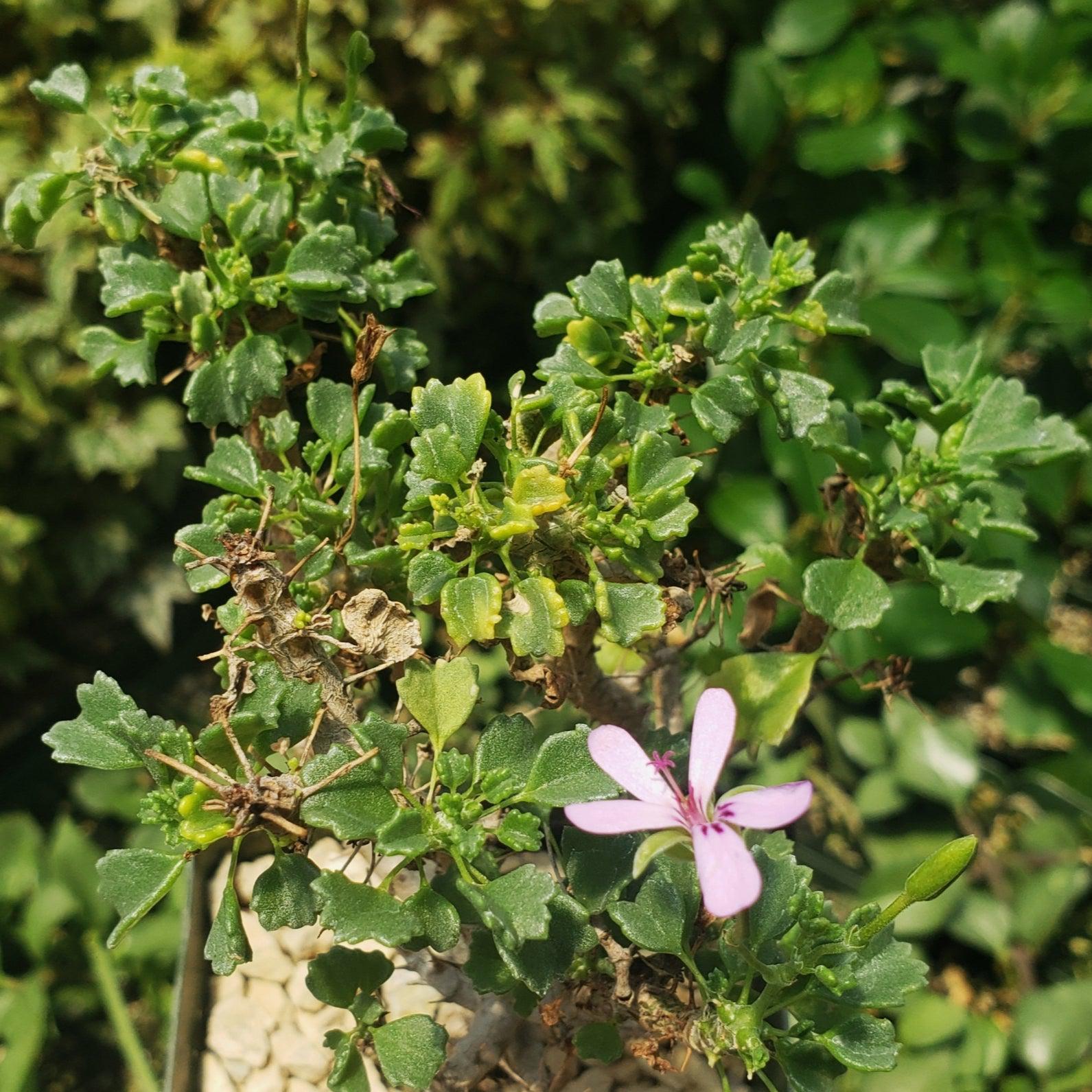 succulent geranium Pelargonium xerophyton 5 Gal