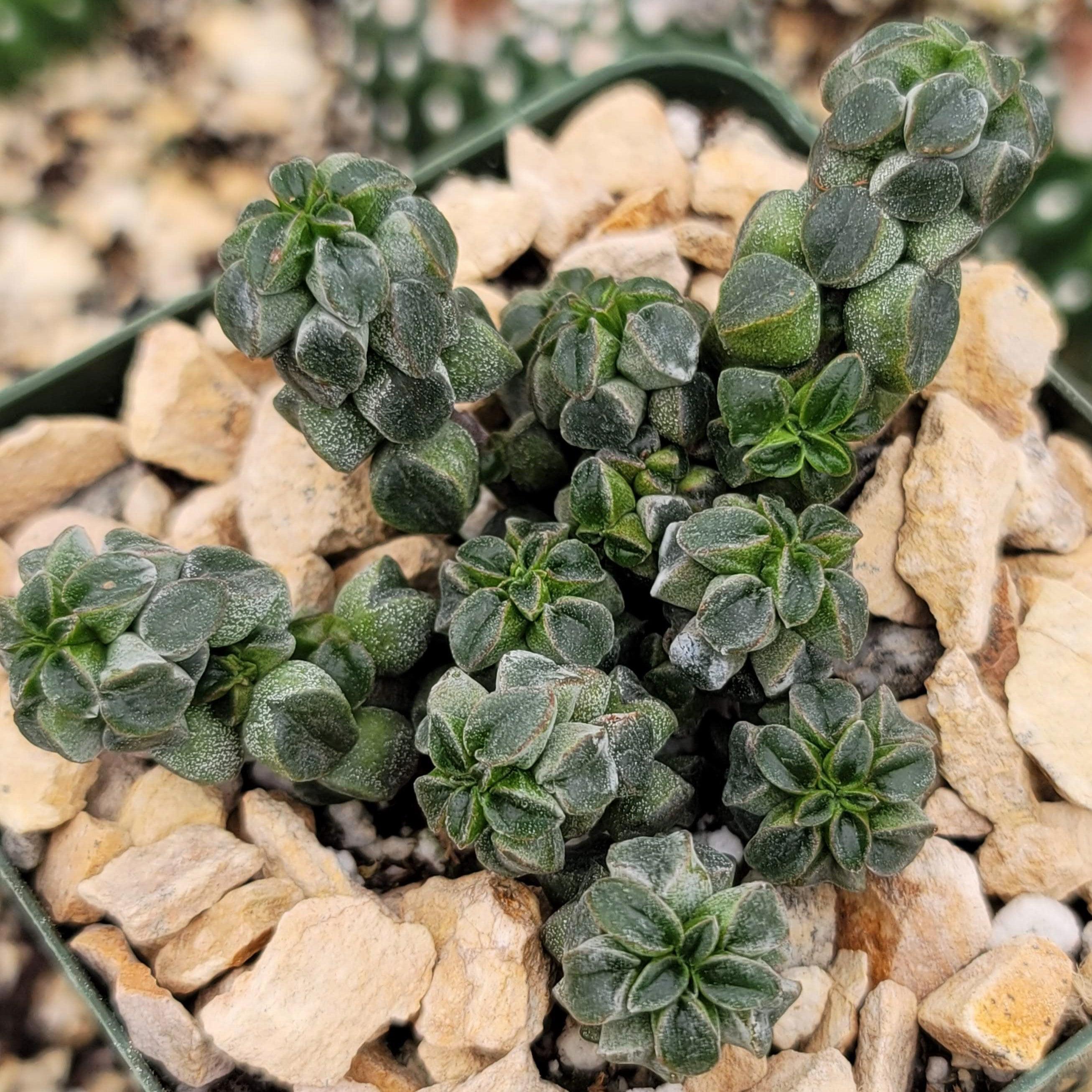 peperomia a succulent Peperomia columella