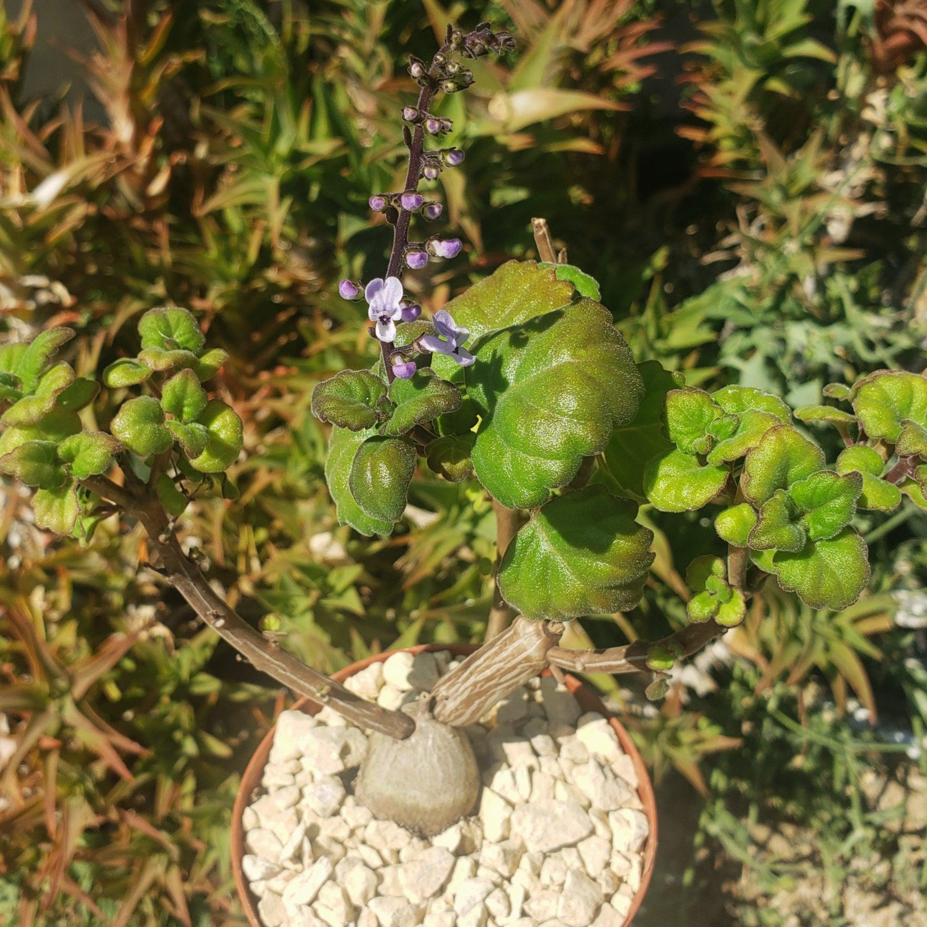 succulent that smells like mint Plectranthus ernstii