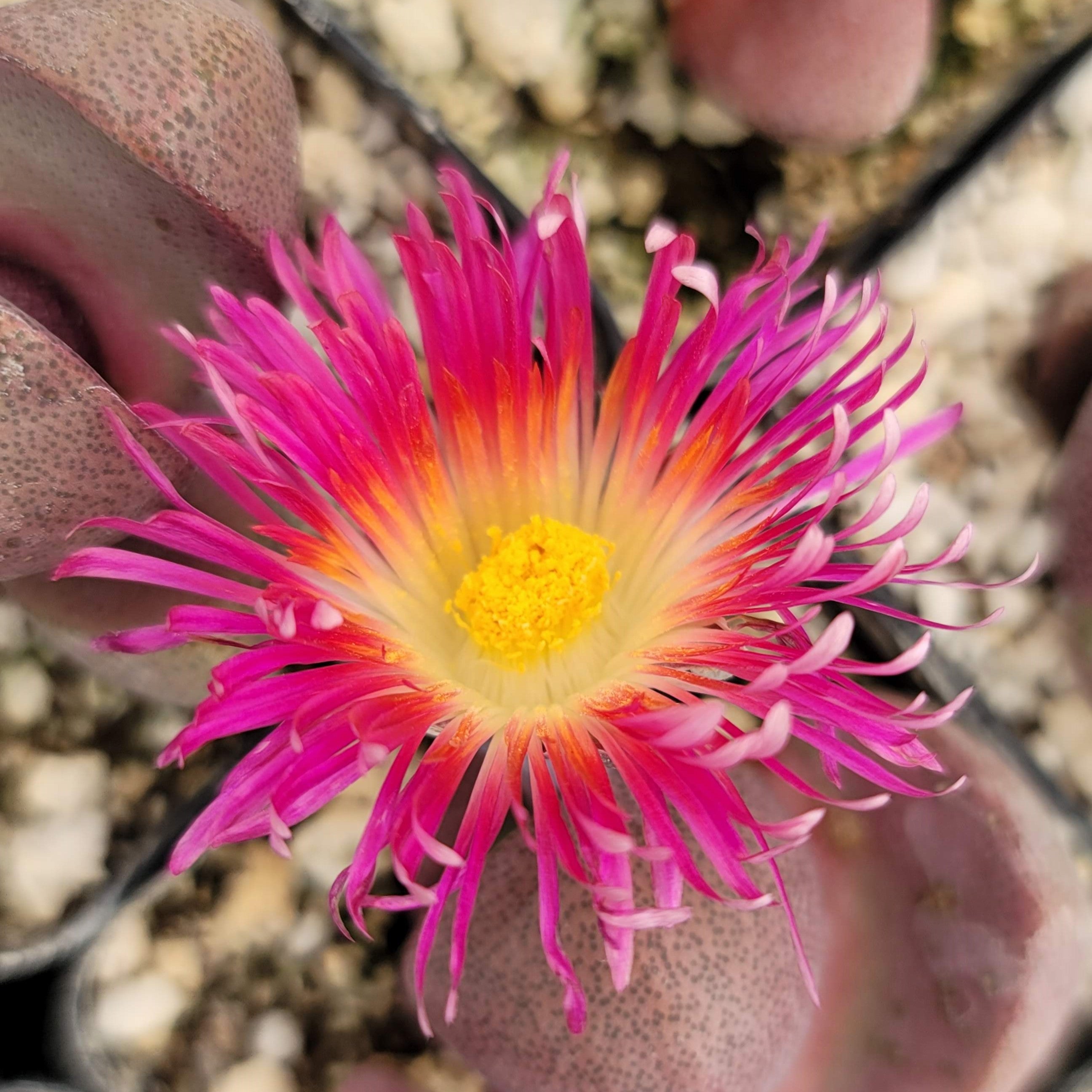 pink and white succulent Pleiospilos nelii Royal Flush