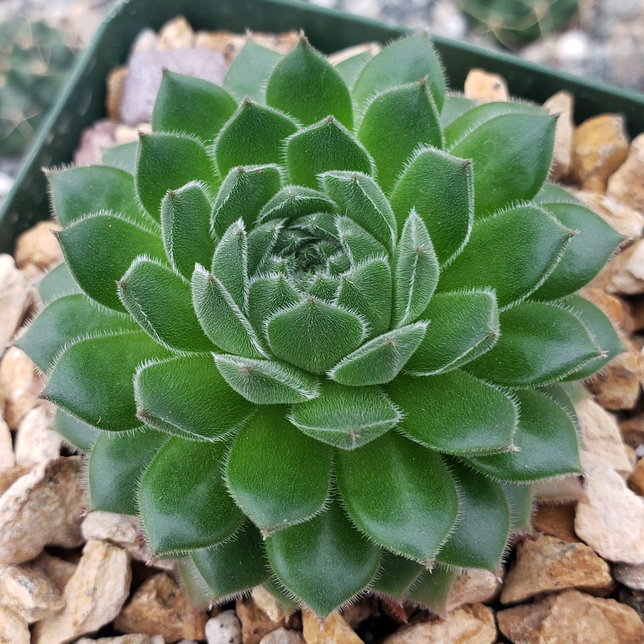 plant called house leak Common Houseleek