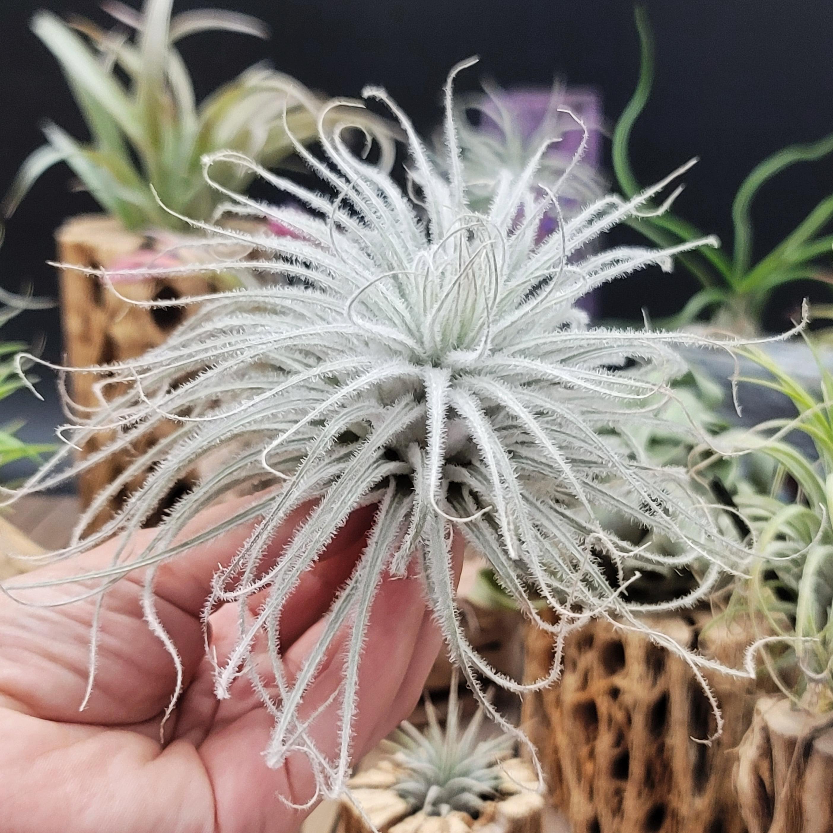 white air plant Tillandsia Tectorum Ecuador XLarge