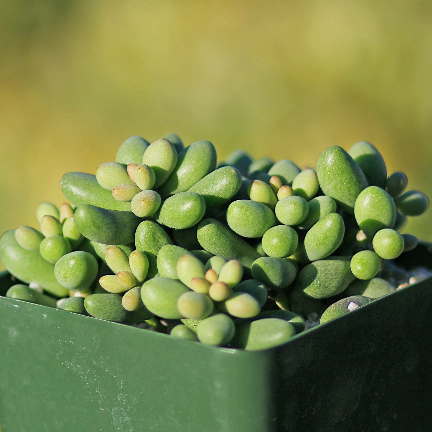 fairy tale plant succulent Tylecodon schaeferianus