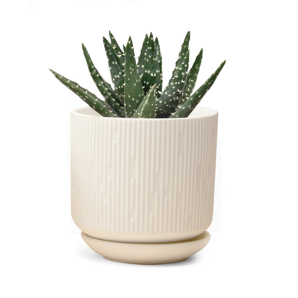 white indoor plant pot with saucer Virago Pot and Saucer