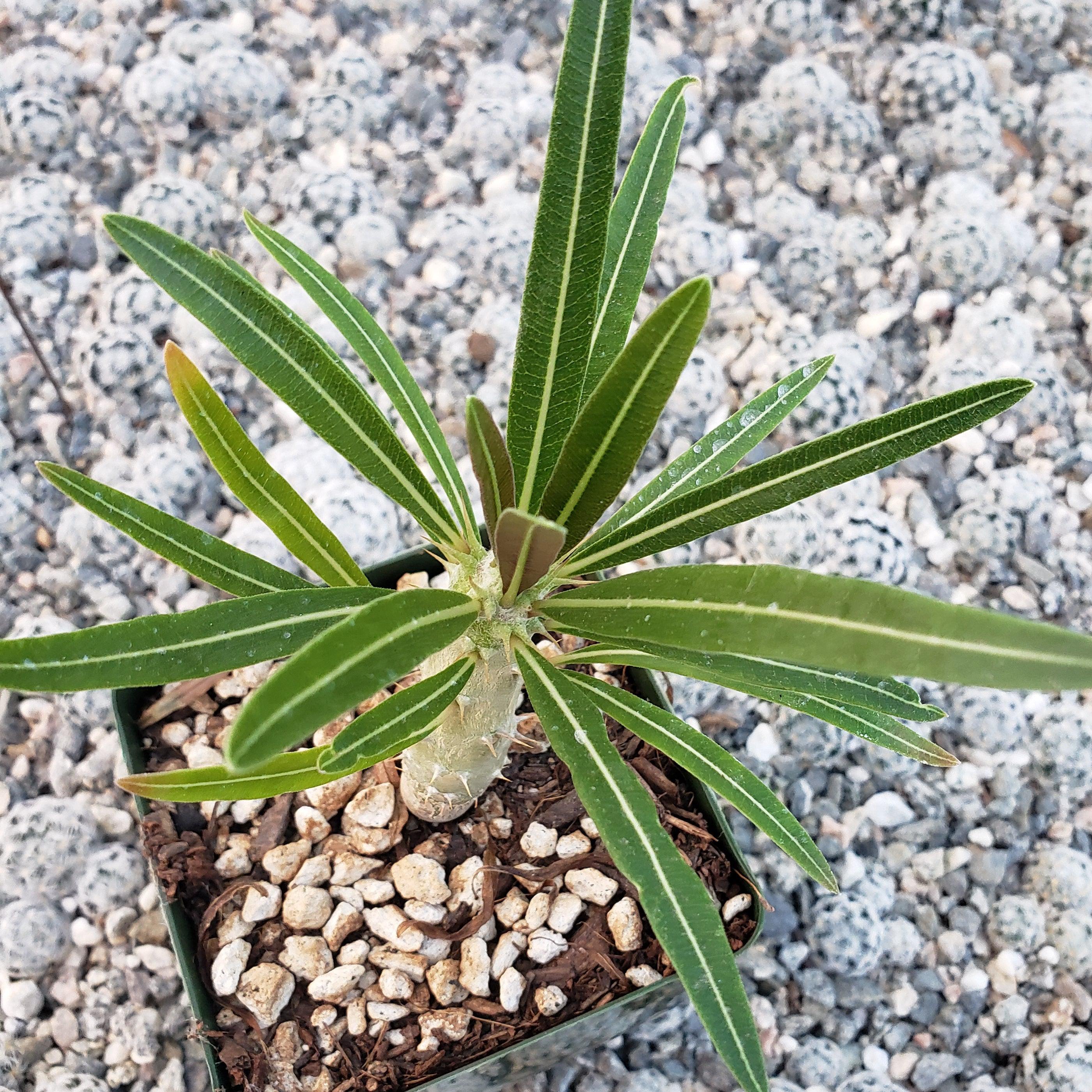 pachypodium succulent Pachypodium rosulatum