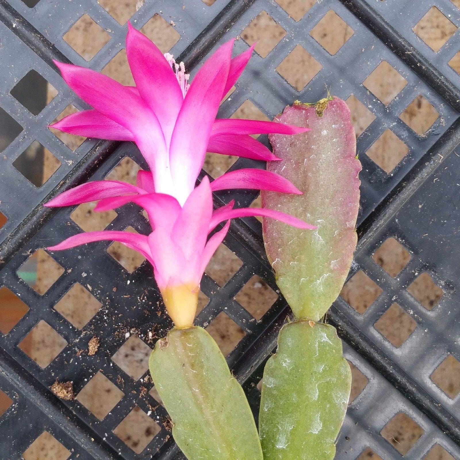 plant cuttings schlumbergera christmas cactus succulent indoor houseplant Schlumbergera bridgesii christmas cactus 3 cuttings – Planet Desert