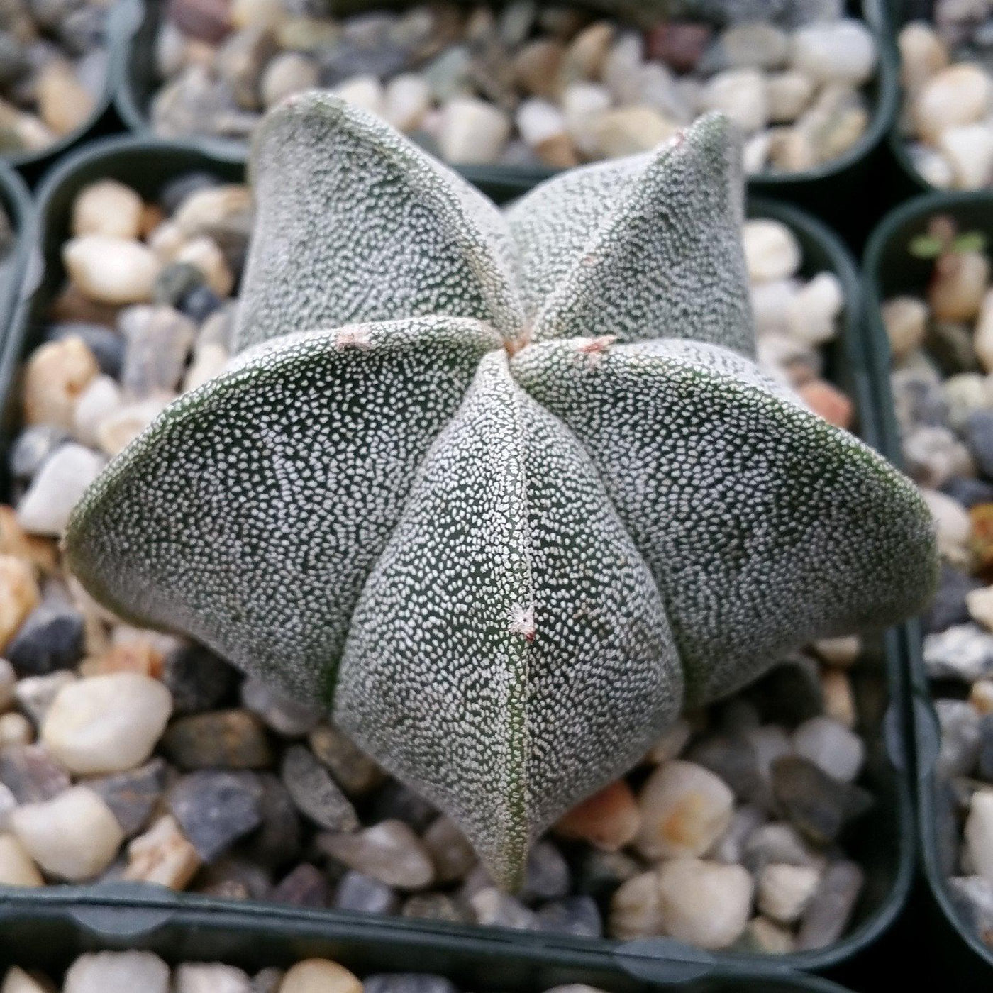 Bishop's Cap Cactus - Astrophytum myriostigma