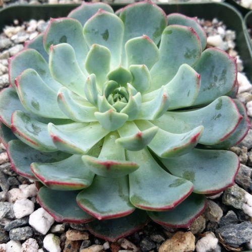 succulent echeveria plant Echeveria minima 6" Pot