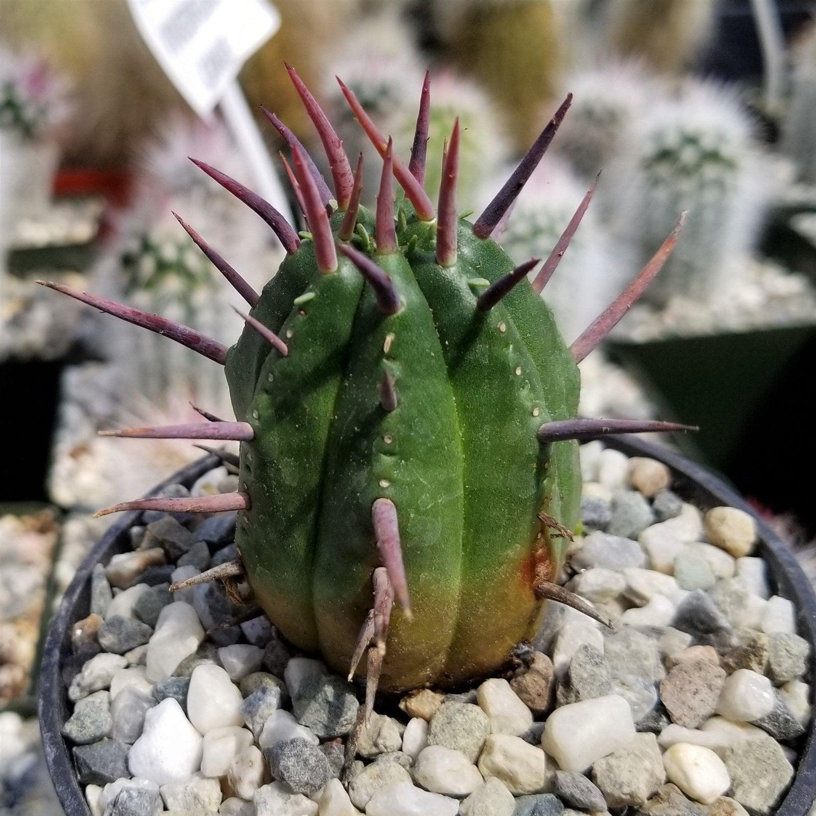 succulent with pink spikes Euphorbia ferox 4" Pot