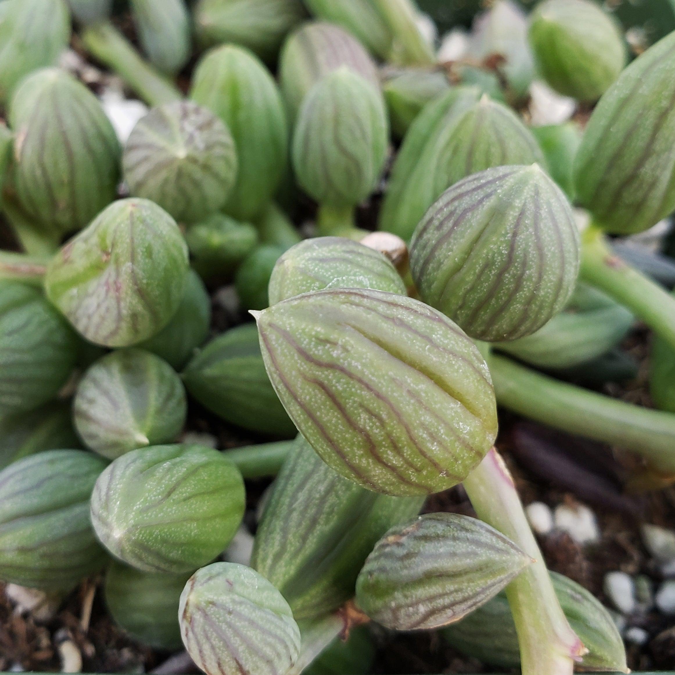 watermelon succulent String of Watermelon – Senecio herreianus 2" Pot