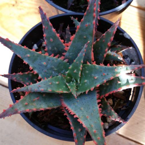 christmas aloe vera plant Aloe christmas sleigh 4" Pot