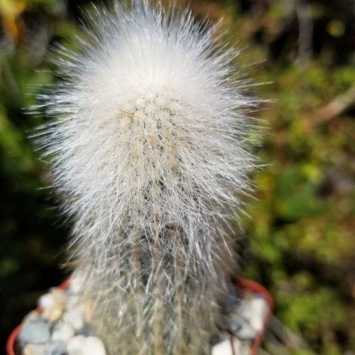 Silver Torch Cactus 'Cleistocactus strausii' -14