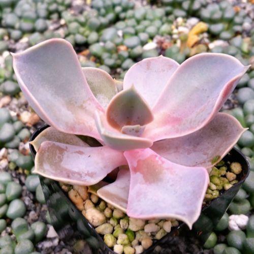 pink succulent plants near me Echeveria perle von nurnberg 4" Pot