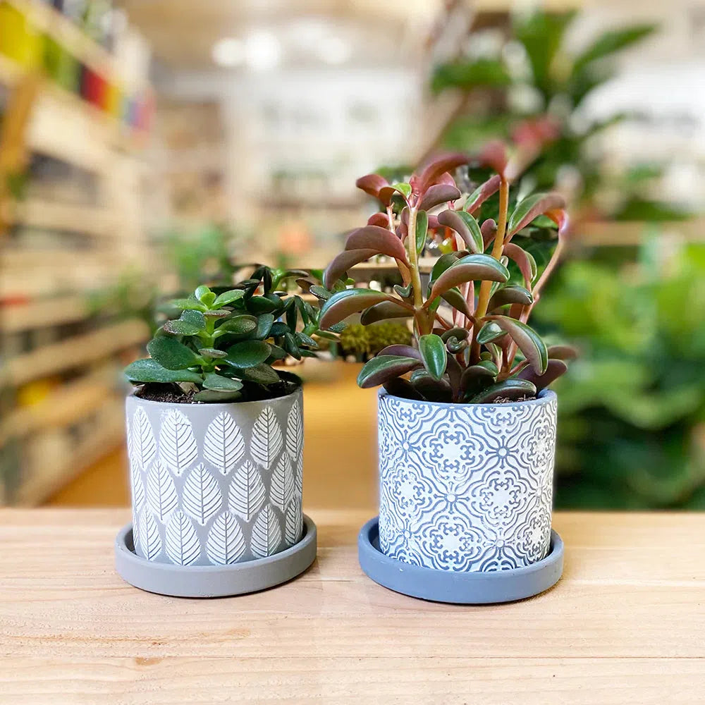 indoor plant pots with tray Balter Pot and Saucer 3.5" Pot / Grey Leaves