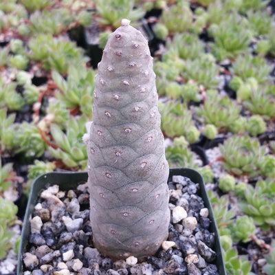 Pinecone Cactus 'Tephrocactus articulatus'
