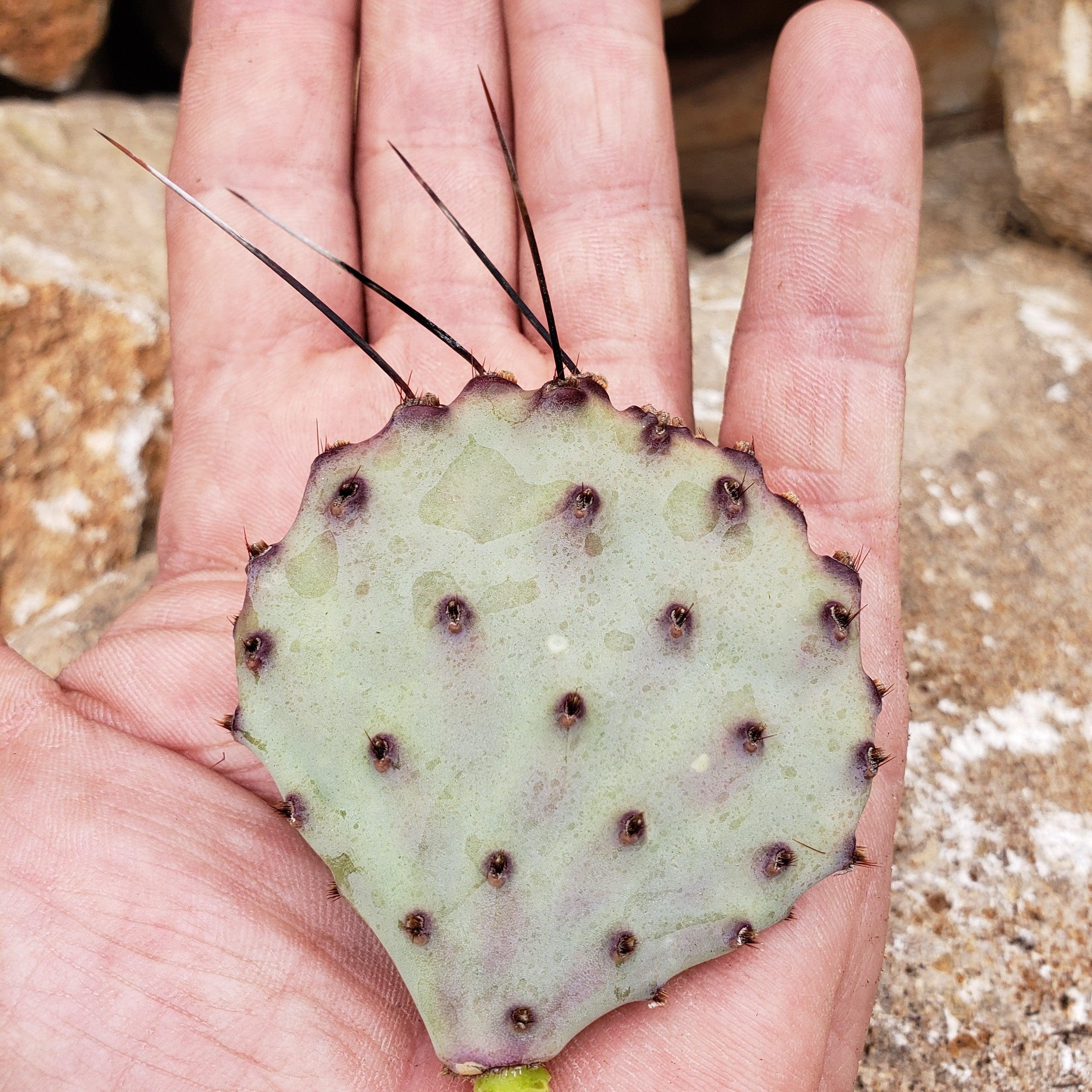 prickly pear cactus pad Opuntia macrocentra cutting