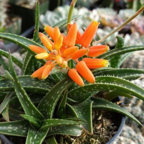 firebird succulent Aloe firebird hybrid 4" Pot