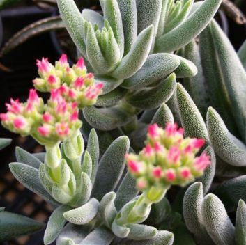 mesembryanthemoides succulent Crassula Mesembryanthemoides