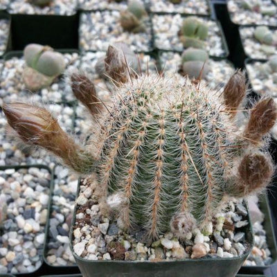 Echinopsis leucomalla cob cactus