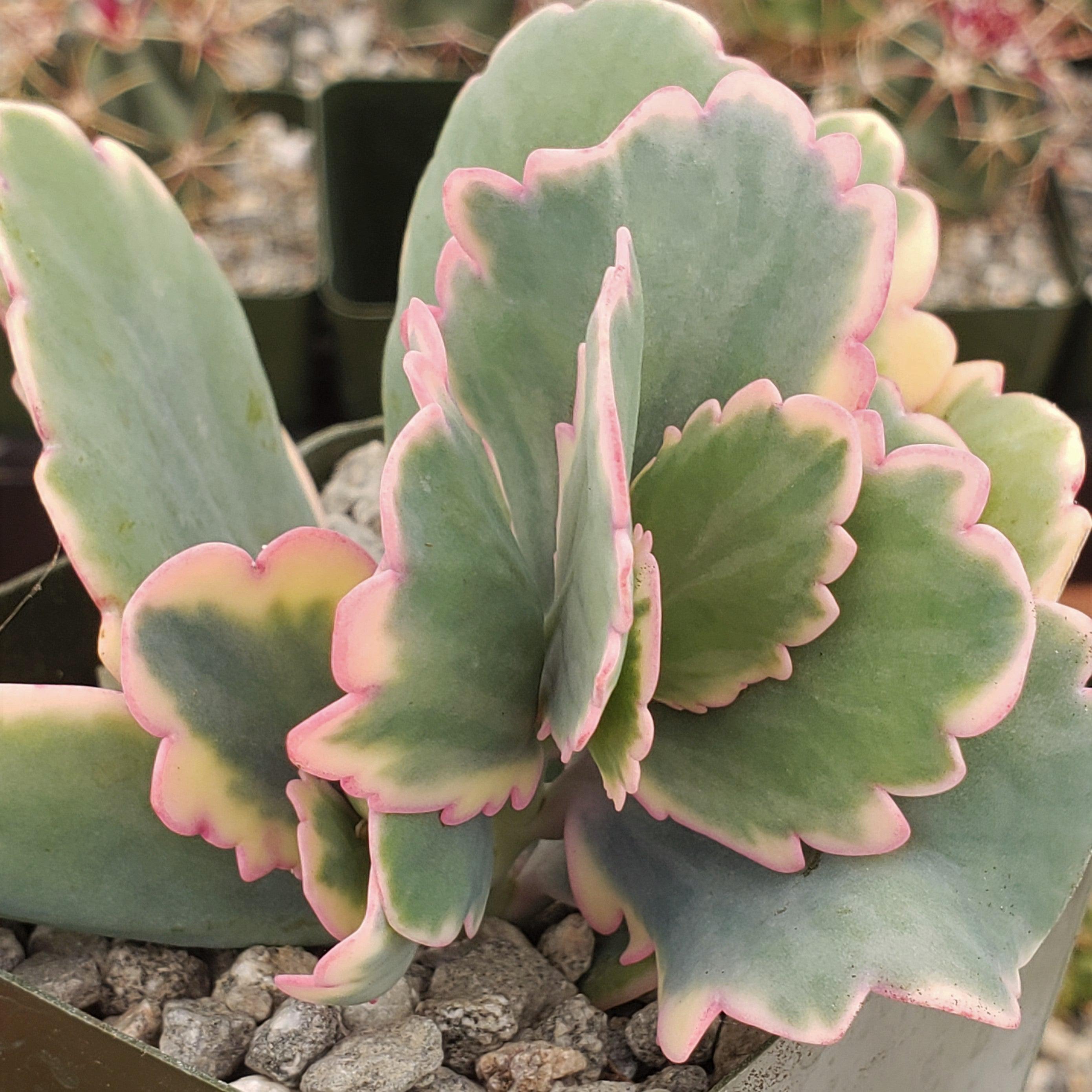 lavender succulent plant Shop 'Kalanchoe fedtschenkoi variegata' Care and Growing Guide