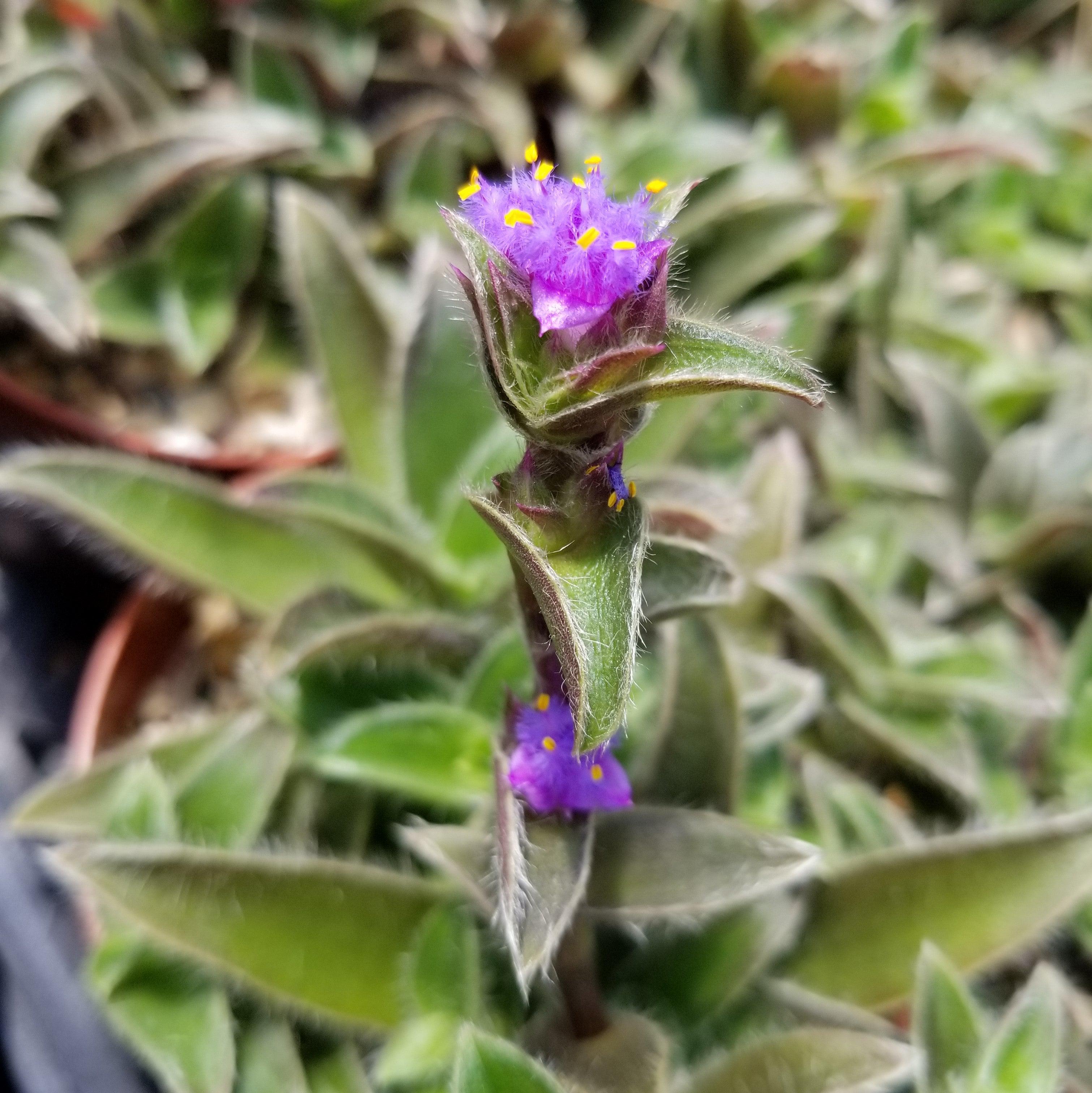 purple fuzzy hanging plant Cyanotis Somaliensis | Flowering Houseplant